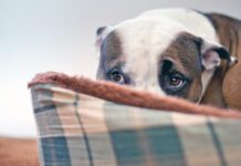 Sileo for dogs can help with anxiety due to noise or other sensitivities.