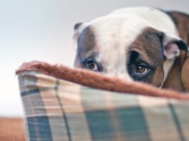 Sileo for dogs can help with anxiety due to noise or other sensitivities.