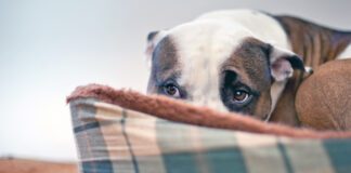 Sileo for dogs can help with anxiety due to noise or other sensitivities.