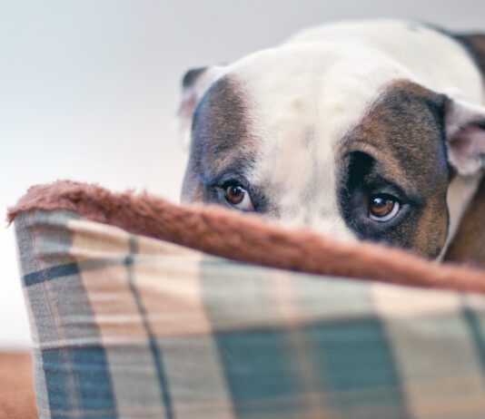 Sileo for dogs can help with anxiety due to noise or other sensitivities.