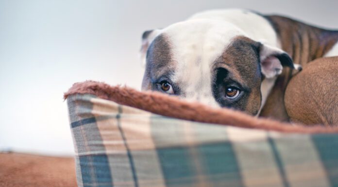 Sileo for dogs can help with anxiety due to noise or other sensitivities.