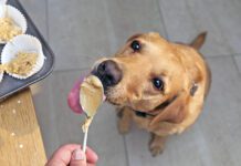 The best peanut butter for dogs is the kind that doesn't contain xylitol or any additional sweeteners.