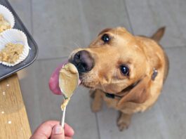 Best Peanut Butter for Dogs The best peanut butter for dogs is the kind that doesn't contain xylitol or any additional sweeteners.