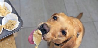 The best peanut butter for dogs is the kind that doesn't contain xylitol or any additional sweeteners.