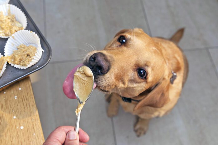 The Best Peanut Butter for Your Dog ix xylito-free. The best peanut butter for dogs is the kind that doesn't contain xylitol or any additional sweeteners.