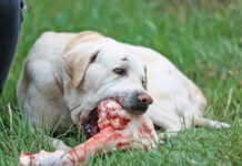 How to brush a dogs teeth when they refuse? Try raw bones that will help them clean their teeth.