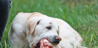 How to brush a dogs teeth when they refuse? Try raw bones that will help them clean their teeth.