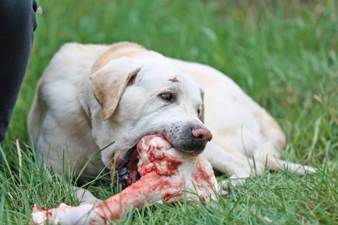 Dog chewing raw bone for dental health and teeth cleaning How to brush a dogs teeth when they refuse? Try raw bones that will help them clean their teeth.