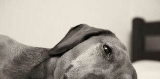 Signs your dog is in pain can be subtle and include fatigue, pacing, and aversion to touch.