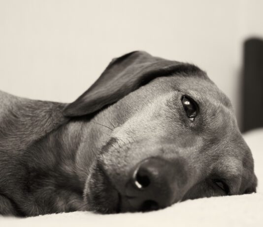 Signs your dog is in pain can be subtle and include fatigue, pacing, and aversion to touch.