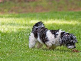 Dogs can get norovirus from a variety of sources, including other dogs.