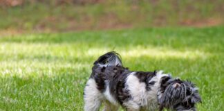 Dogs can get norovirus from a variety of sources, including other dogs.