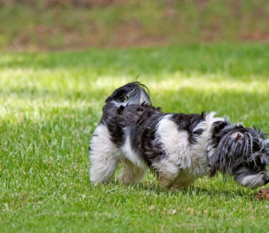 Dogs can get norovirus from a variety of sources, including other dogs.