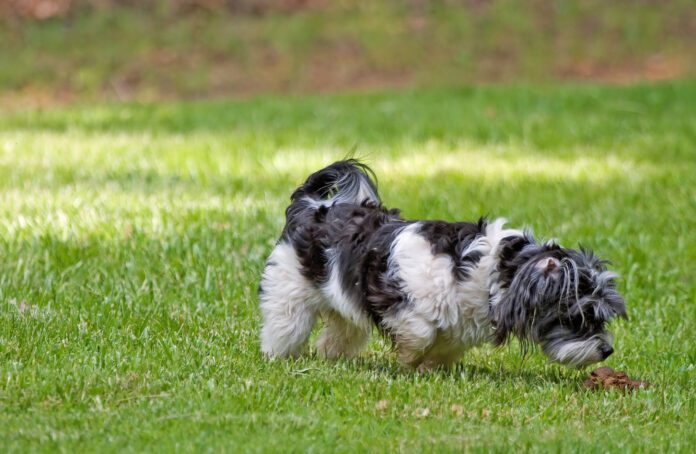 Dogs can get norovirus from a variety of sources, including other dogs.