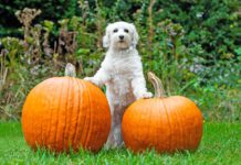 Why High-Fiber Dog Food Is a Game Changer High-fiber dog foods often contain pumpkin, a fiber recommended by many veterinarians.