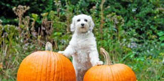 High-fiber dog foods often contain pumpkin, a fiber recommended by many veterinarians.