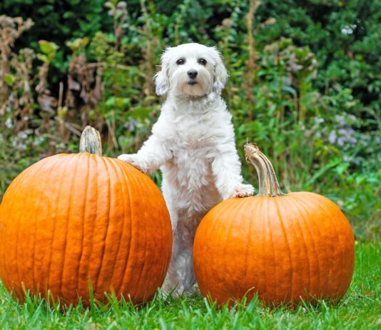High-fiber dog foods often contain pumpkin, a fiber recommended by many veterinarians.