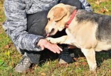 Knuckling in dogs is a neurological disorder that causes a dog to walk on their knuckles