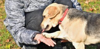 Knuckling in dogs is a neurological disorder that causes a dog to walk on their knuckles