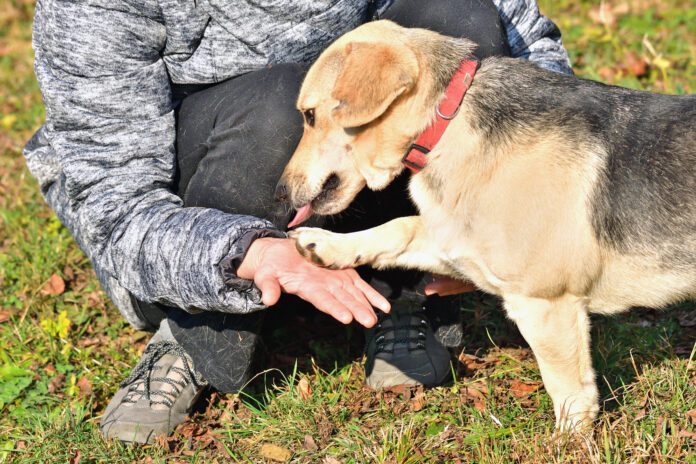 Knuckling in dogs is a neurological disorder that causes a dog to walk on their knuckles