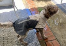 The best dog raincoat will protect your dog in rainy conditions without being too hot during periods of intermittent sun.