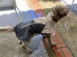 Best Dog Raincoats The best dog raincoat will protect your dog in rainy conditions without being too hot during periods of intermittent sun.