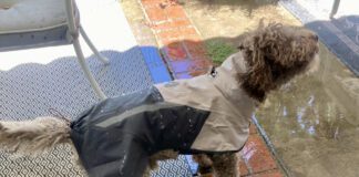 The best dog raincoat will protect your dog in rainy conditions without being too hot during periods of intermittent sun.