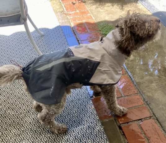 The best dog raincoat will protect your dog in rainy conditions without being too hot during periods of intermittent sun.