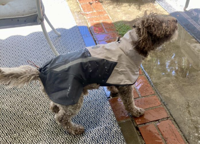 Dante testing Fjord 2 The best dog raincoat will protect your dog in rainy conditions without being too hot during periods of intermittent sun.