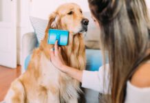 A young woman brushing a long haired golden retriever with a slicker brush.