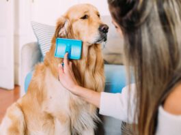 A young woman brushing a long haired golden retriever with a slicker brush.
