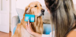 A young woman brushing a long haired golden retriever with a slicker brush.