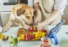 Dogs can taste spicy foods, but their response is usually distress and fear not enjoyment.