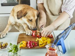 Dogs can taste spicy foods, but their response is usually distress and fear not enjoyment.