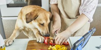 Dogs can taste spicy foods, but their response is usually distress and fear not enjoyment.