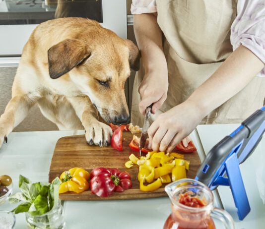 Can Dogs Taste Spicy Foods? Dogs can taste spicy foods, but their response is usually distress and fear not enjoyment.