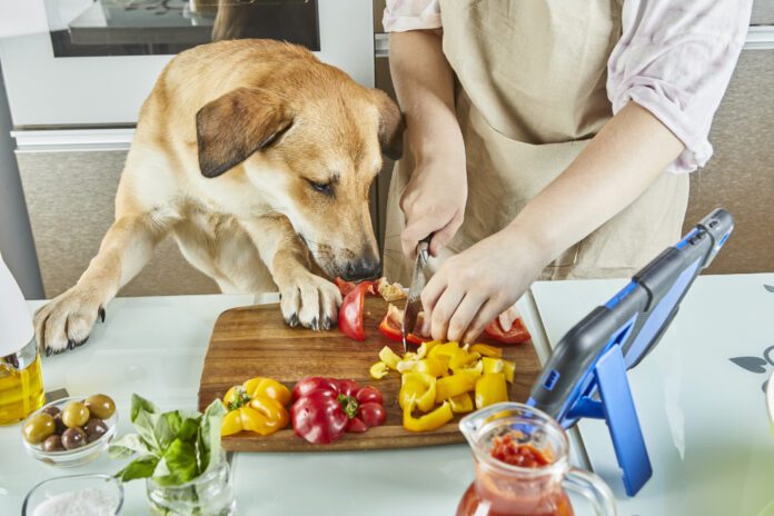 Teenager with dog is preparing an online, virtual master class and views a digital recipe on a touchscreen tablet while preparing healthy meal in the kitchen at home Dogs can taste spicy foods, but their response is usually distress and fear not enjoyment.