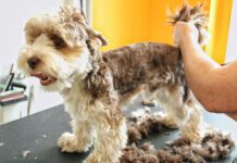 Furunculosis in dogs is a skin infection that can stubbornly resist efforts to cure it.