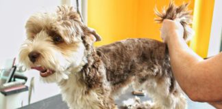 Furunculosis in dogs is a skin infection that can stubbornly resist efforts to cure it.