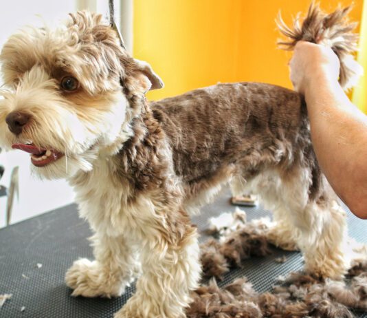 Furunculosis in Dogs Furunculosis in dogs is a skin infection that can stubbornly resist efforts to cure it.