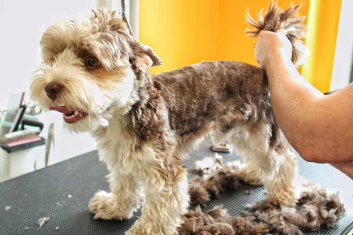 Furunculosis in dogs is a skin infection that can stubbornly resist efforts to cure it.