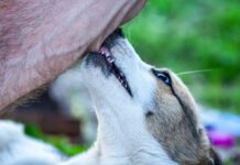 Cobbing in Dogs Dog cobbing, or nibbling with their front teeth can soothe anxiety or express affection depending on the dog and the context.