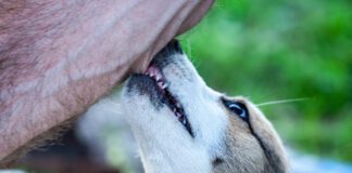 Dog cobbing, or nibbling with their front teeth can soothe anxiety or express affection depending on the dog and the context.
