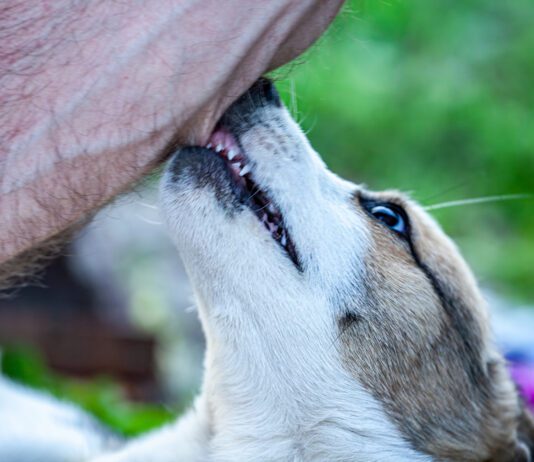 Dog cobbing, or nibbling with their front teeth can soothe anxiety or express affection depending on the dog and the context.