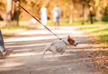 Best Affordable No-Pull Dog Harness The best no-pull dog leashes can help with dog's pulling and trying to drag their owners around.