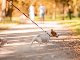 The best no-pull dog leashes can help with dog's pulling and trying to drag their owners around.