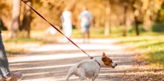 The best no-pull dog leashes can help with dog's pulling and trying to drag their owners around.