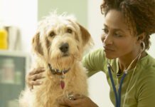 How Often Should I Take My Dog to the Vet? How often should you take your dog to the vet? Once or twice a year for routine checkups is the minimum for a healthy dog.