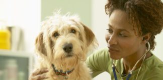 How often should you take your dog to the vet? Once or twice a year for routine checkups is the minimum for a healthy dog.
