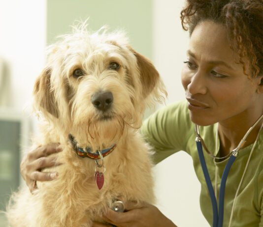 How Often Should I Take My Dog to the Vet? How often should you take your dog to the vet? Once or twice a year for routine checkups is the minimum for a healthy dog.